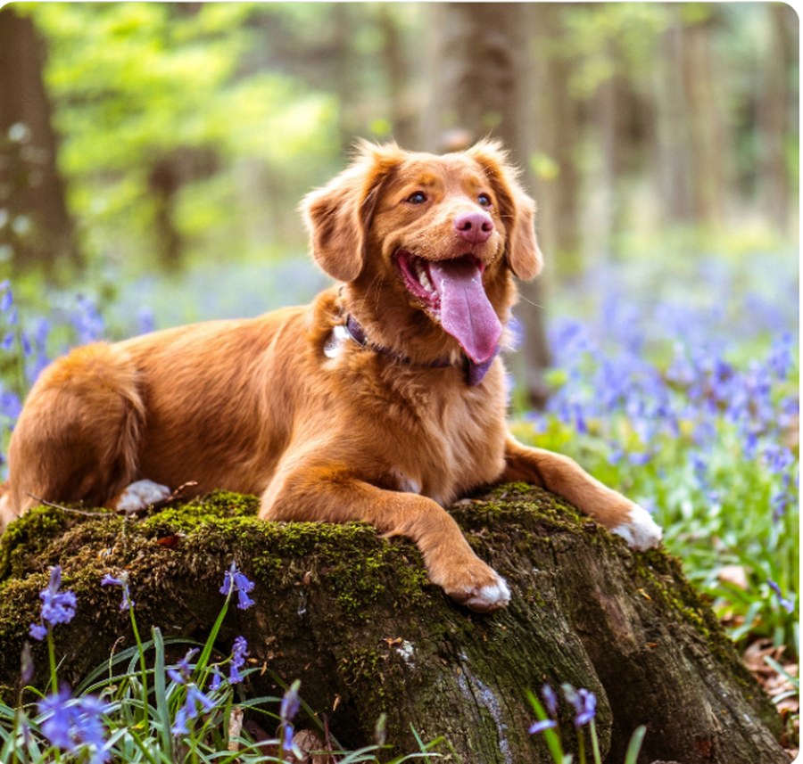 A dog resting on a moss-covered tree stump surrounded by bluebells